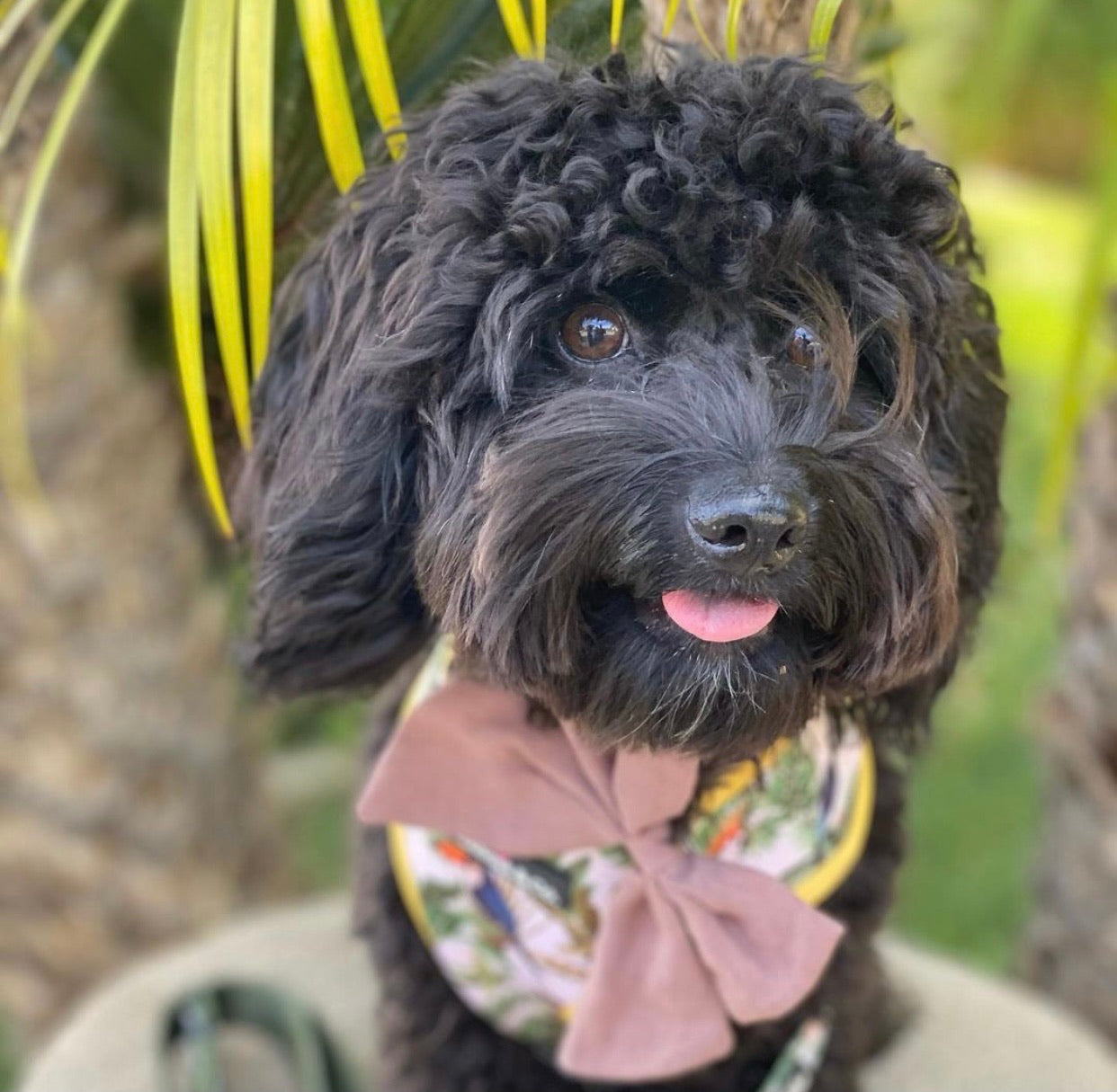 Sailor Bow: Espresso