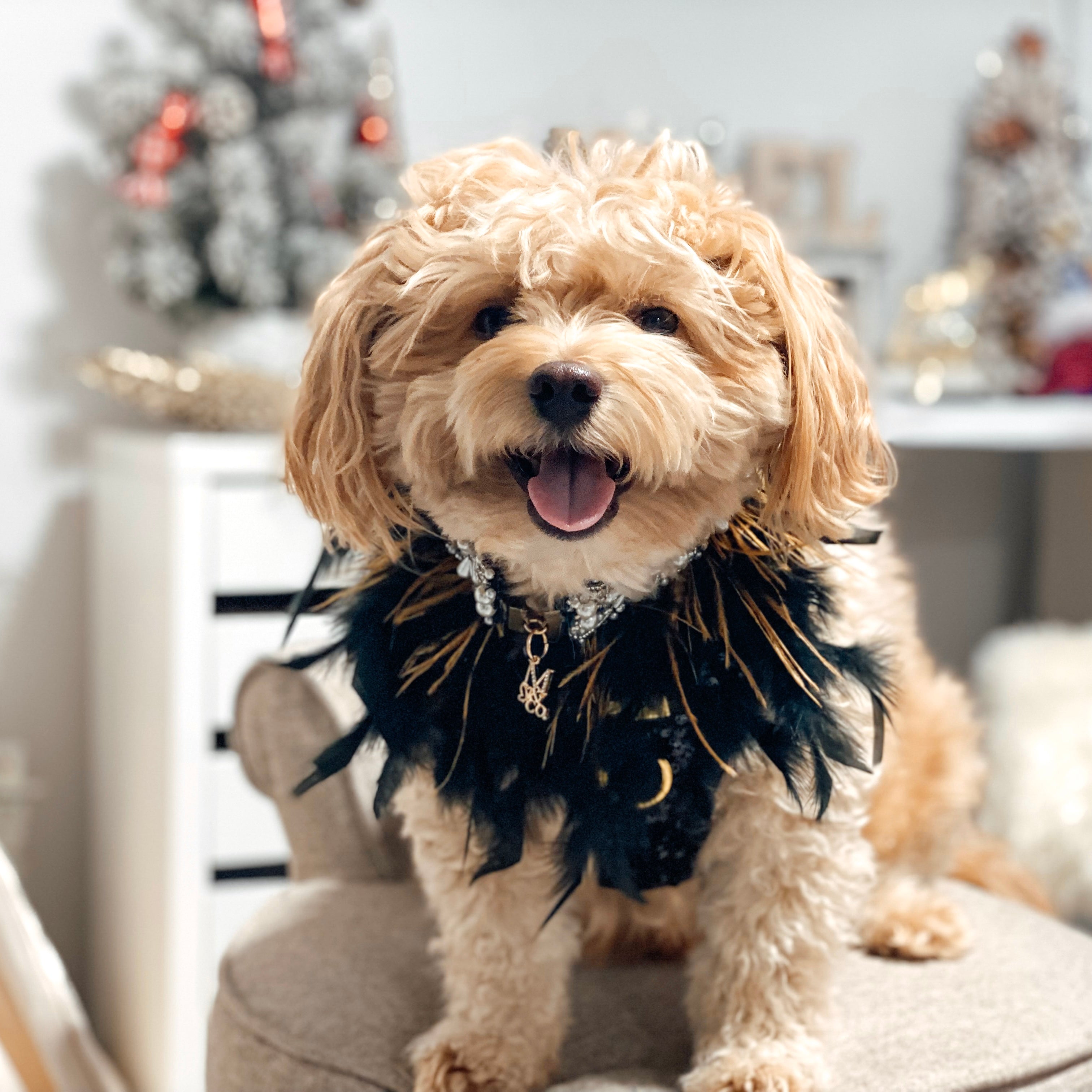 Feather Collection: Formal Ball