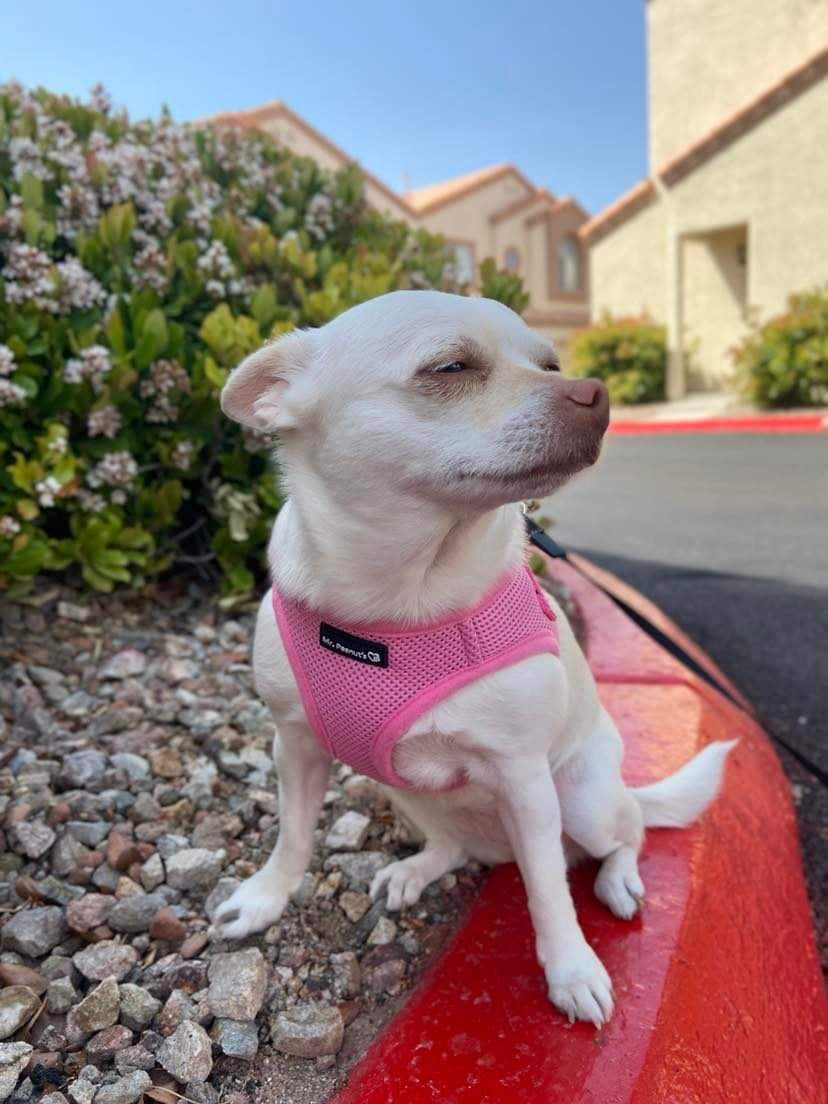 Mr. Peanuts PupTrek Harness and Leash Set, Small Dog/Cat Soft Mesh Step In Harness Vest