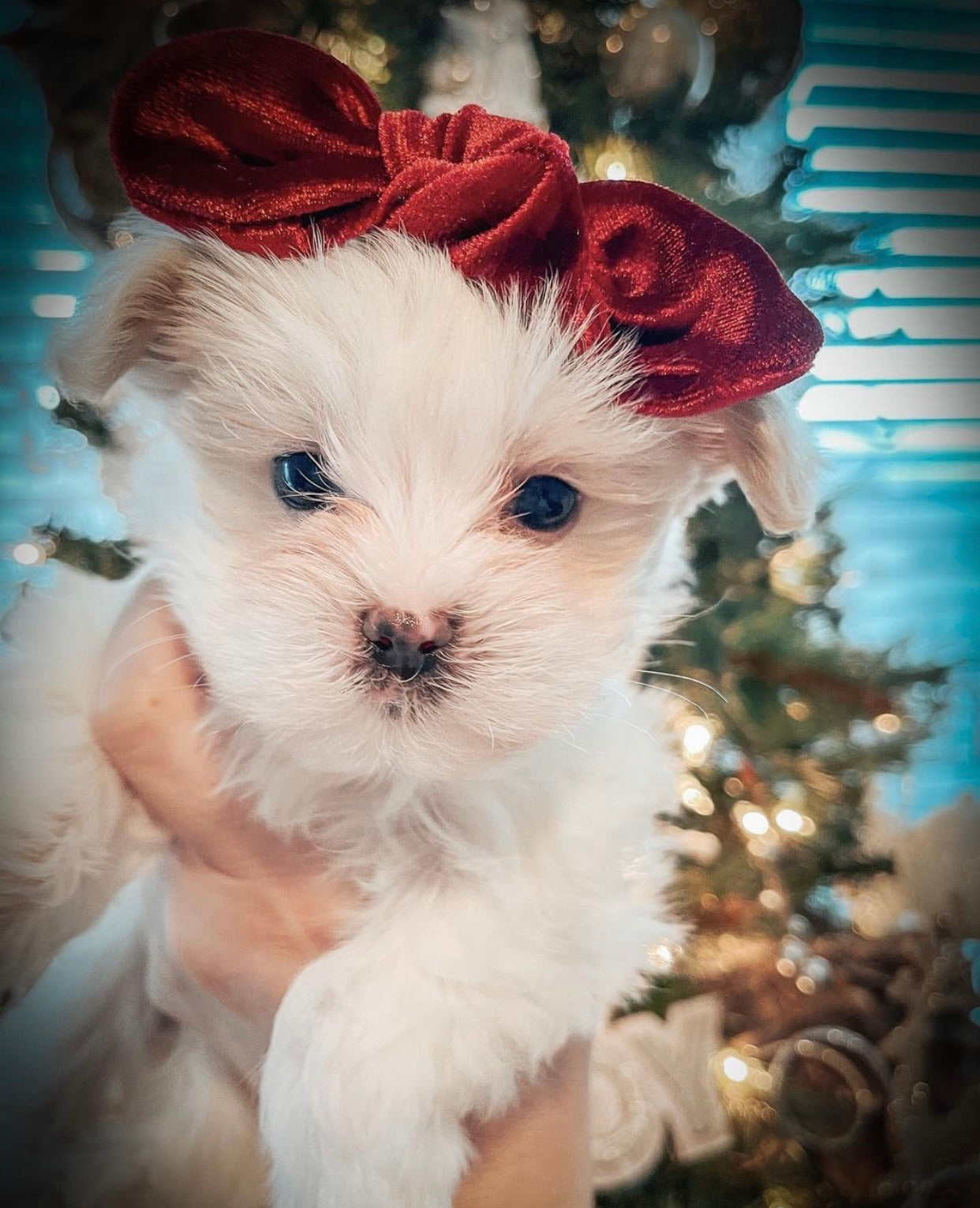 Velvet Bow: Ruby Red