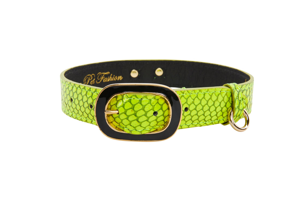 Allysa Payne Neon Green Snake/Vintage Black & Gold Italian HardwareCollar Dog Collar