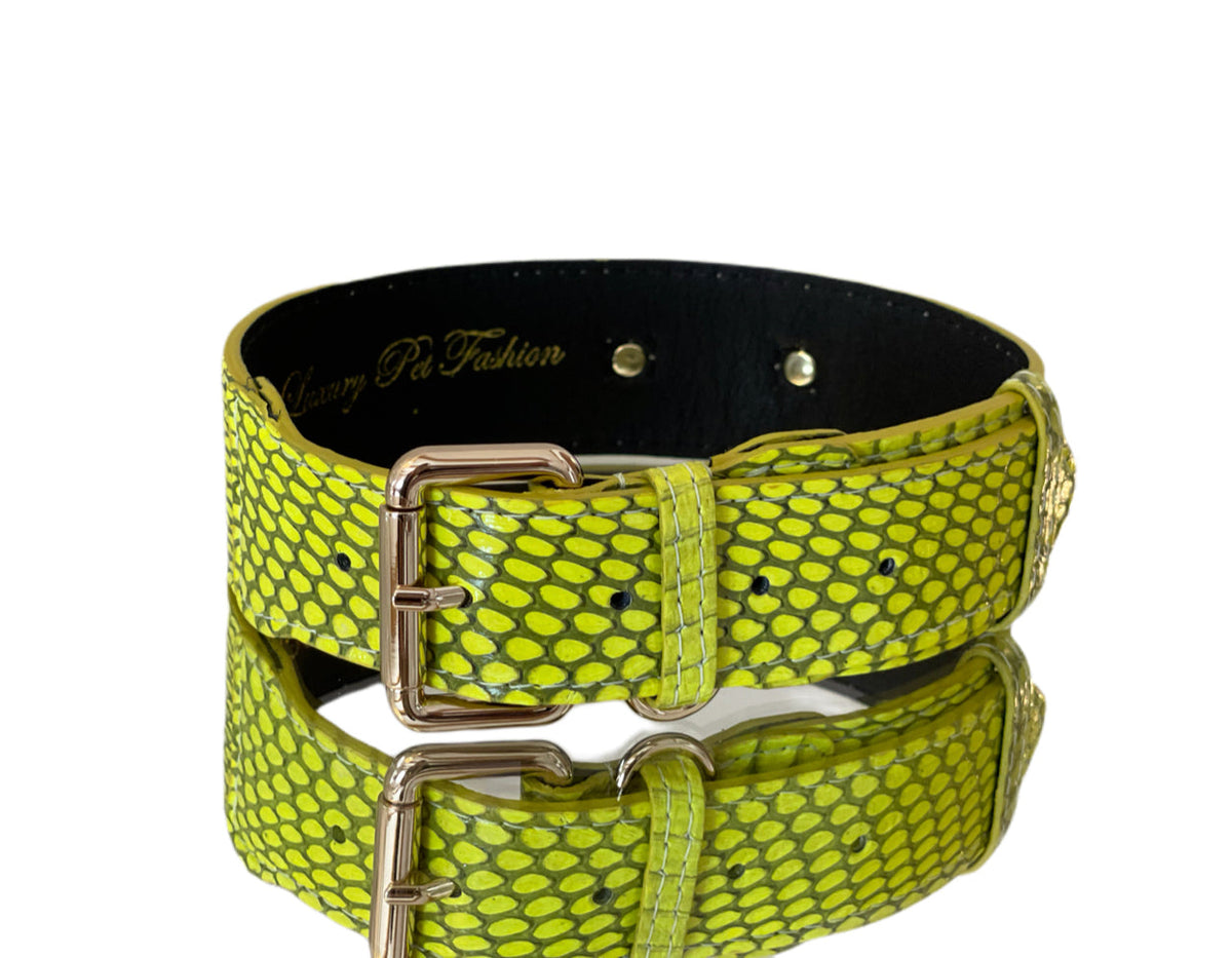 Allysa Payne Luxury Pet Fashion Neon Green Snakeskin Dog Collar/Classic Hardware