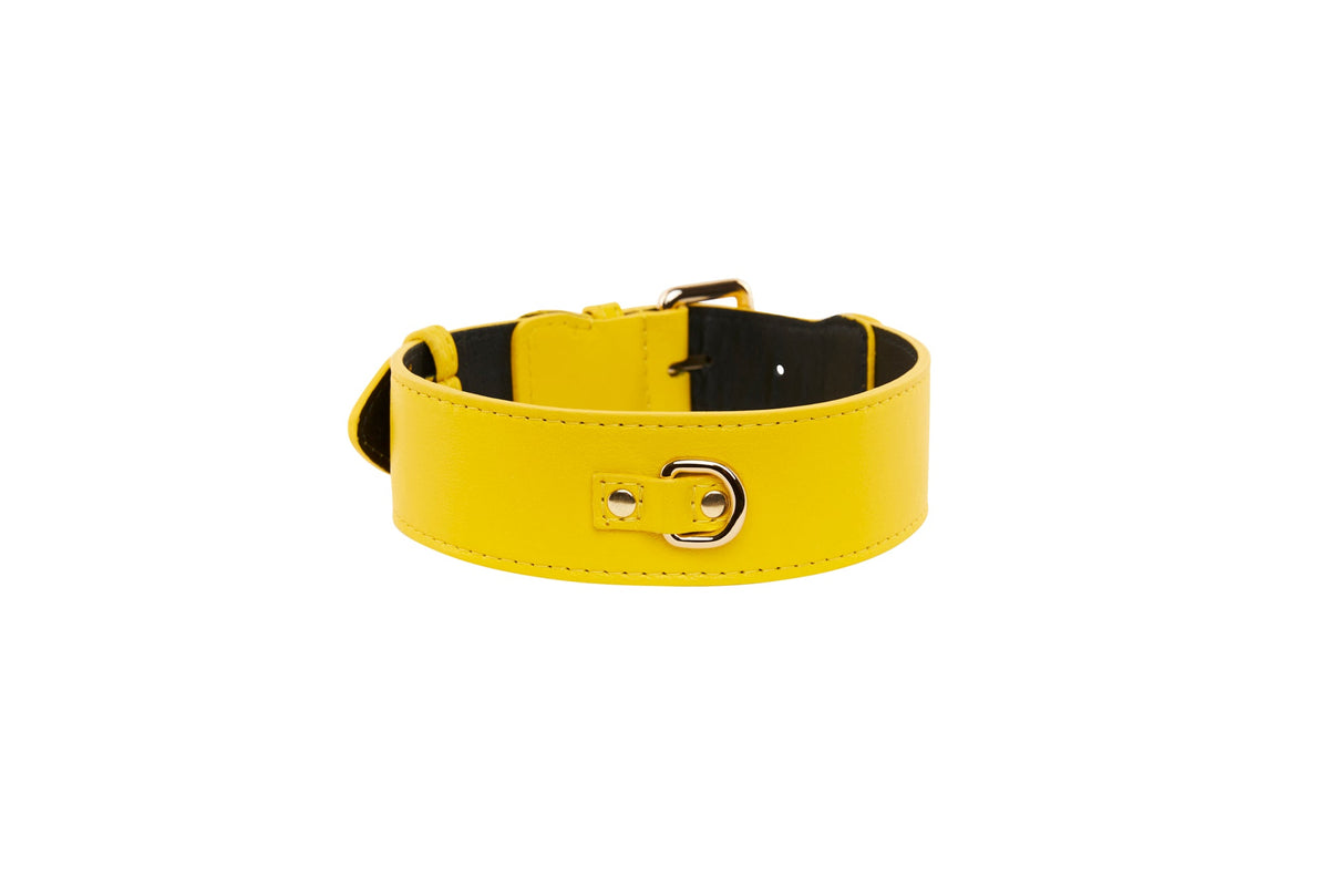 Allysa Payne Yellow Italian Leather Classic Dog Collar/Gold Classic Hardware