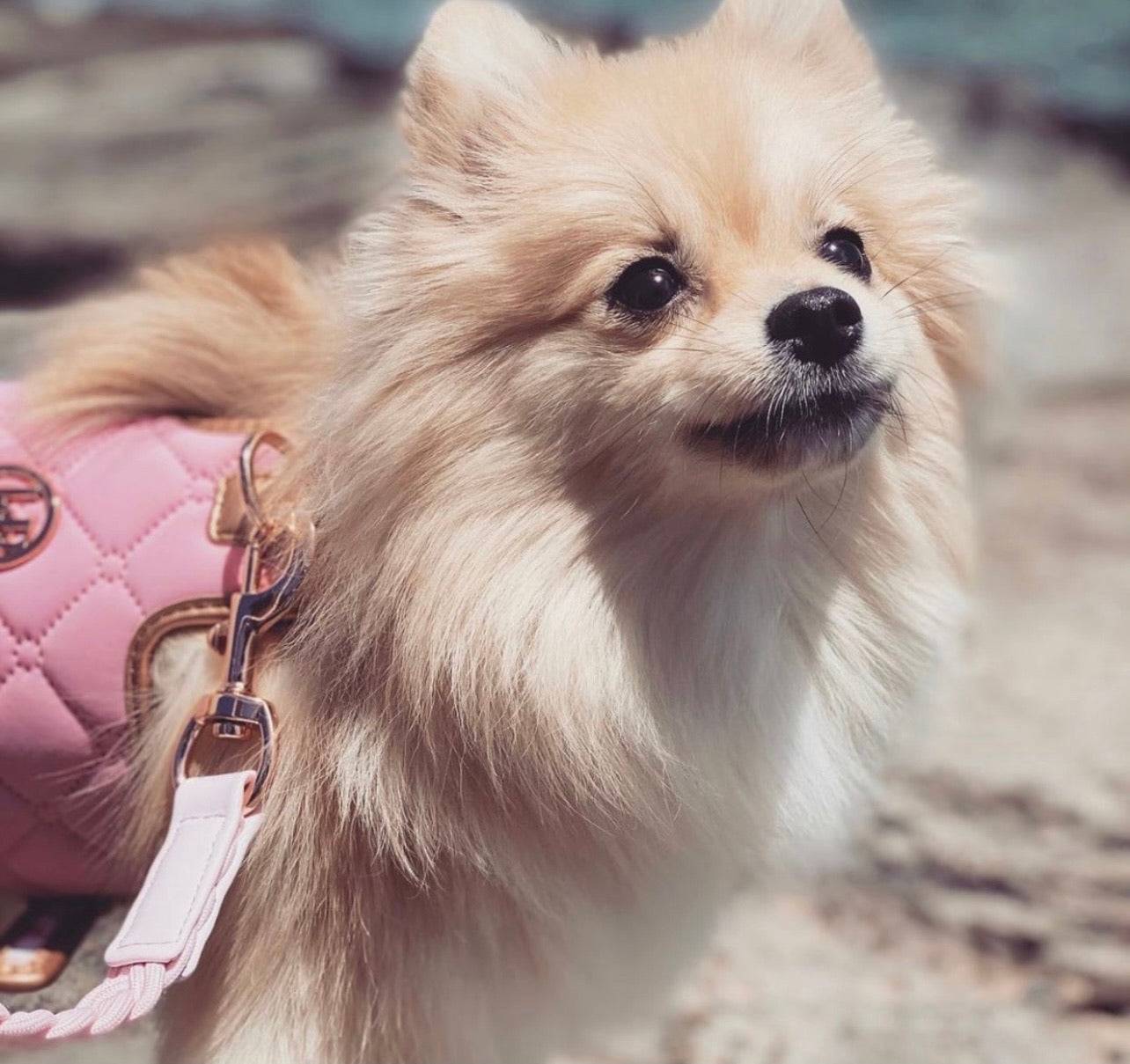 The Peony Dog Harness