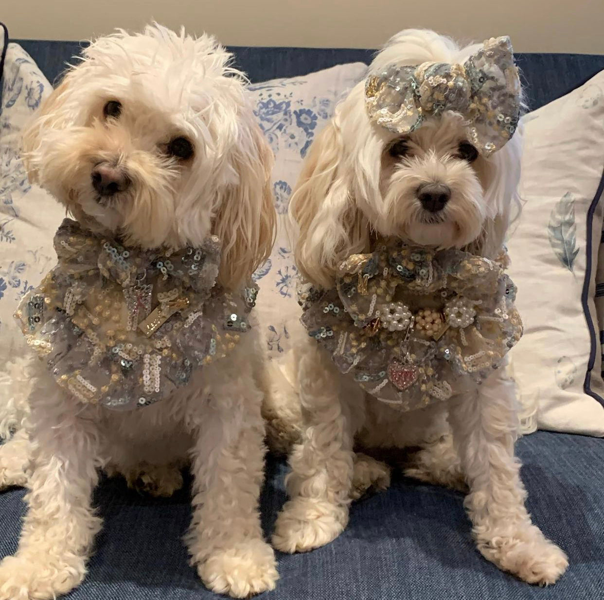 Celebrations: The Bailey Daisy Set