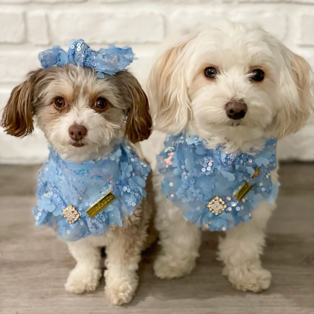 Celebrations II: The Josie