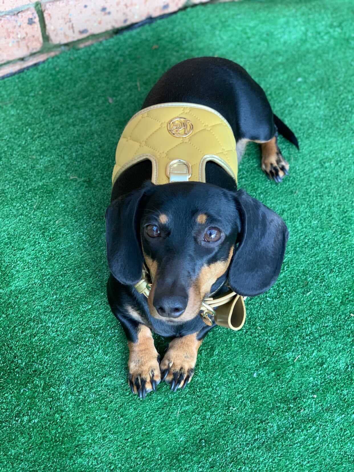 The Champagne Dog Harness