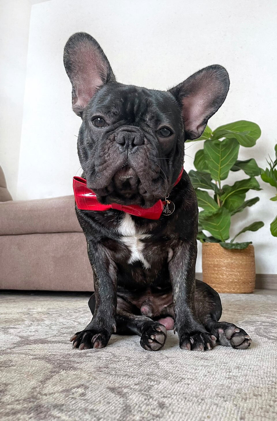 The Ruby Bow Tie