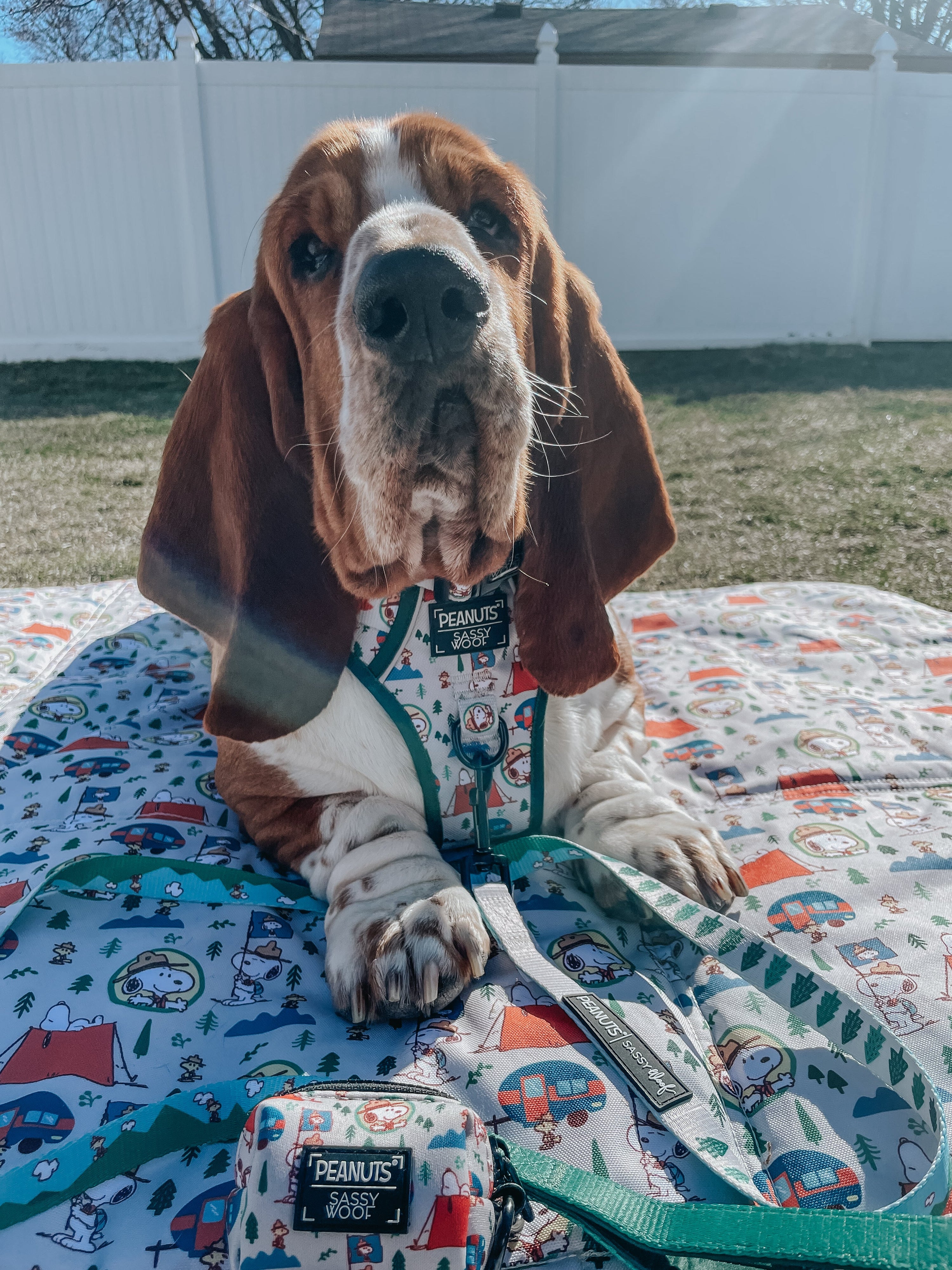 Dog Leash - Peanuts™ Beagle Scouts