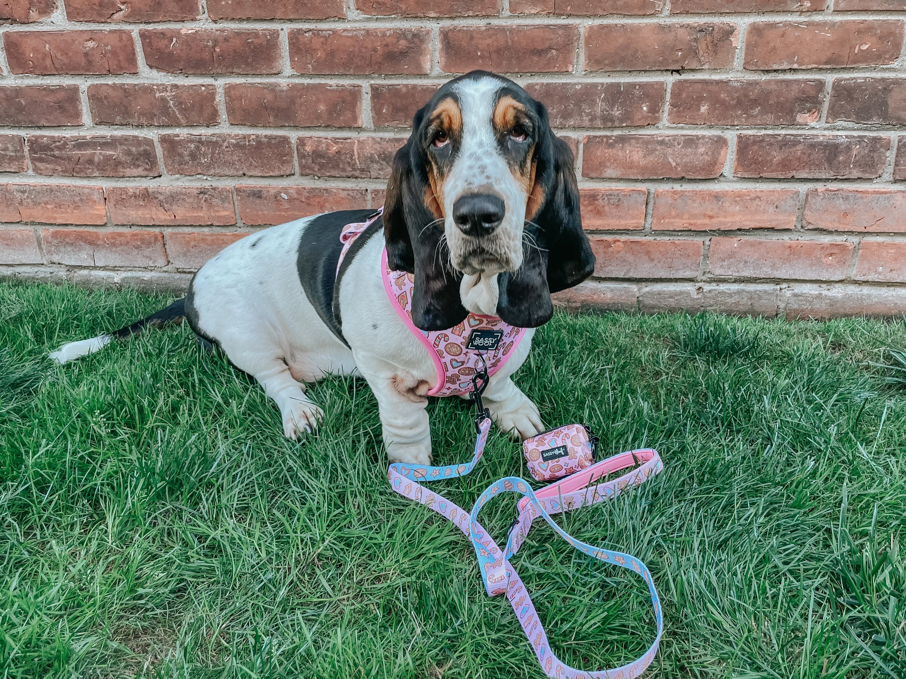 Dog Adjustable Harness - Dough My Goodness