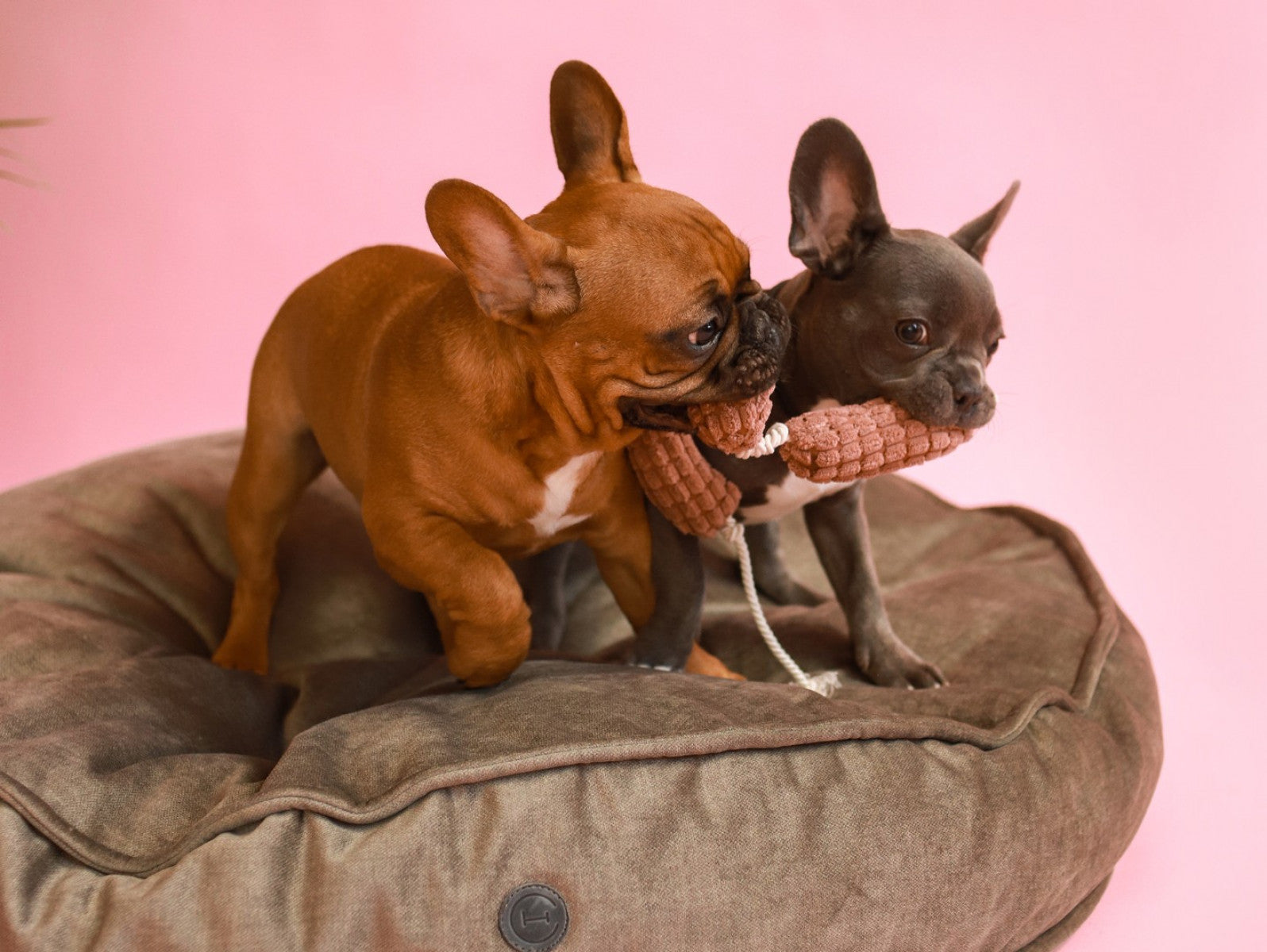 Pet Toy - Long Sausages