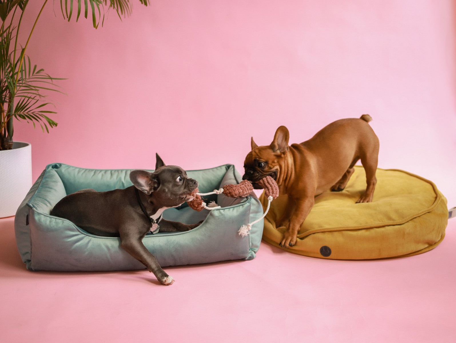 Pet Toy - Long Sausages