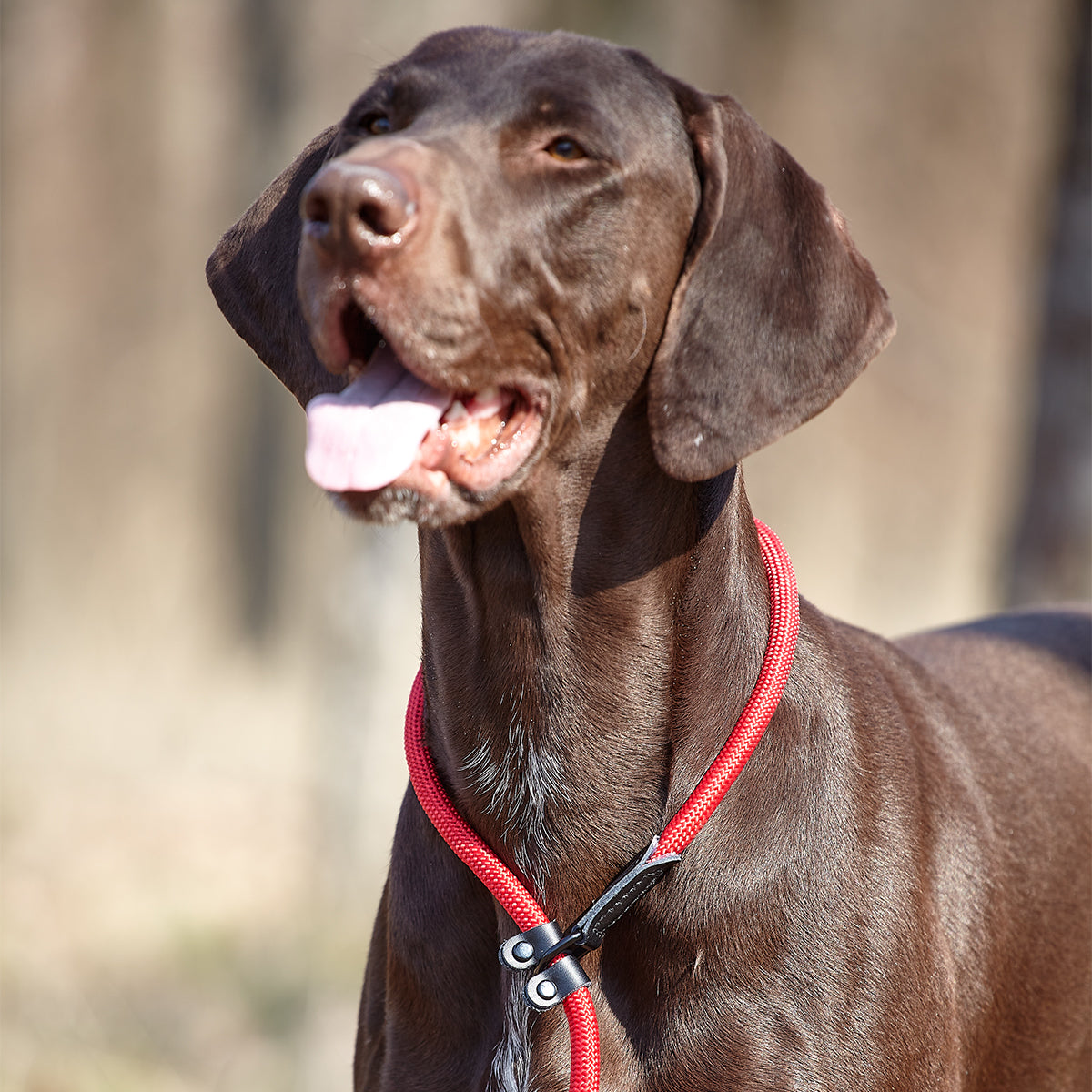 Dogline Round Nylon Slip Dog Lead