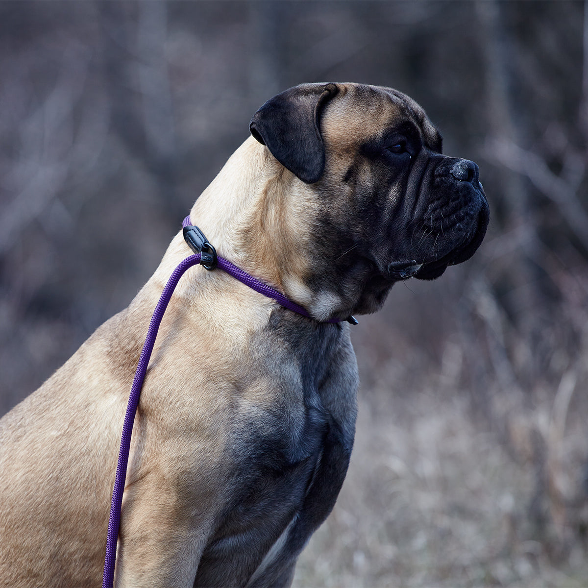 Dogline Round Nylon Slip Dog Lead