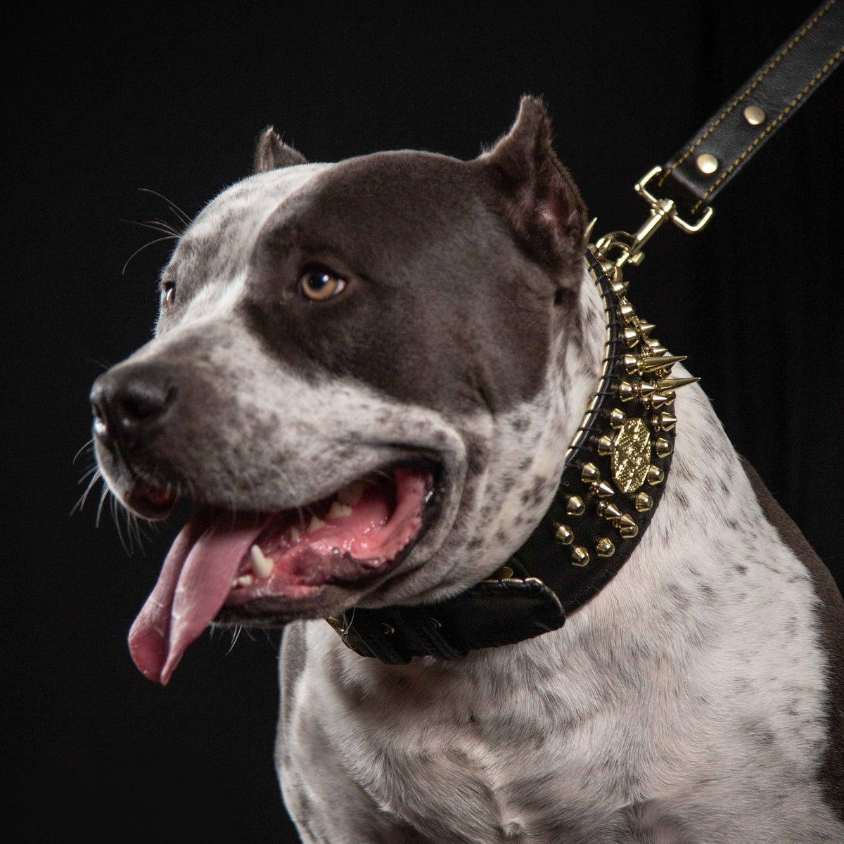Bestia Imperium Hand Stitched 8 Cm Wide Show Leather Dog Collar