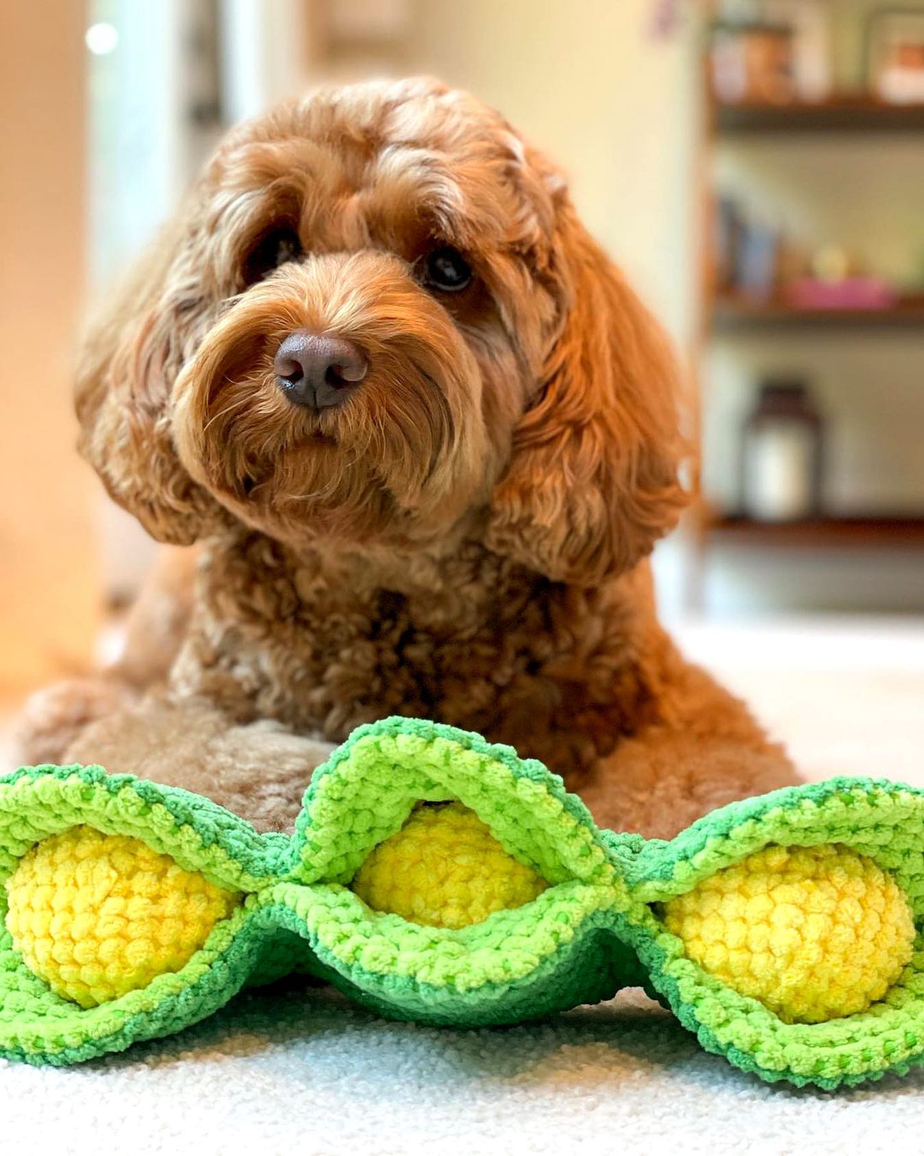 Pet Toy: PEAPOD INTERACTIVE DOG TOY