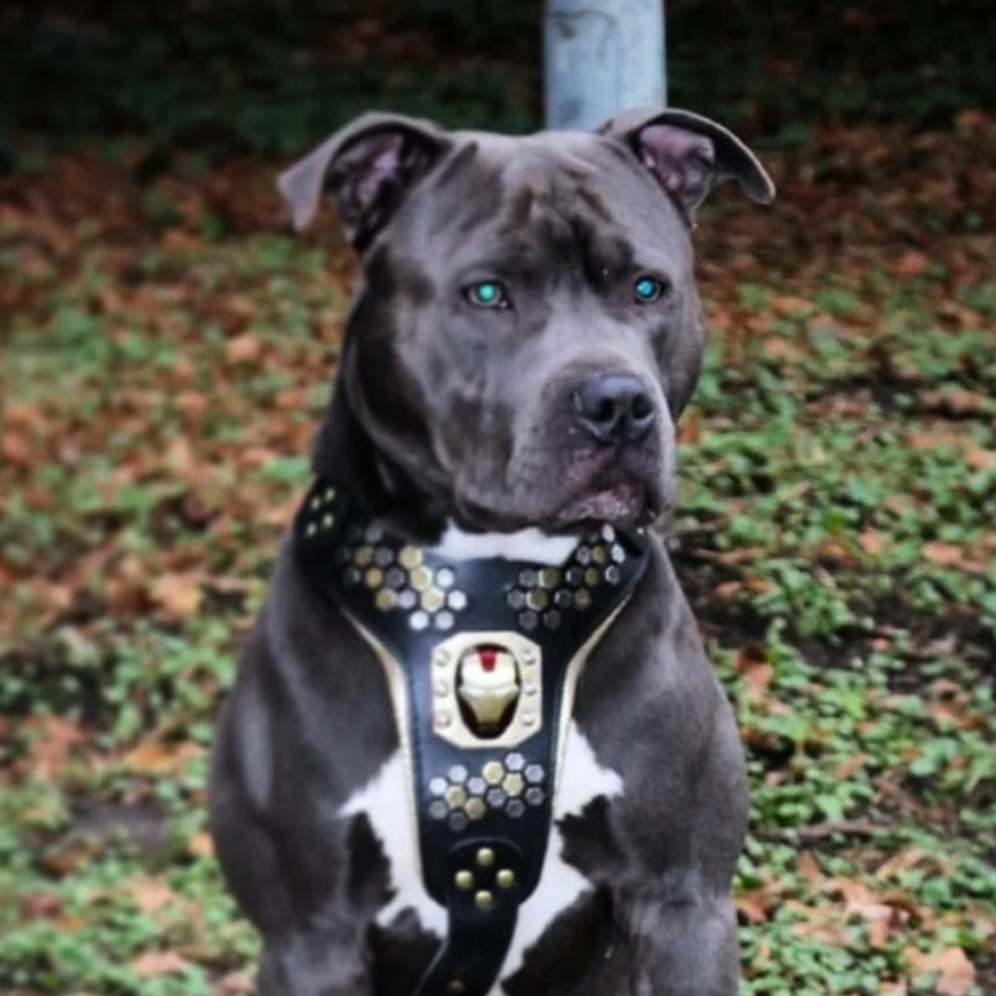 Bestia Irondog Leather Dog Harness