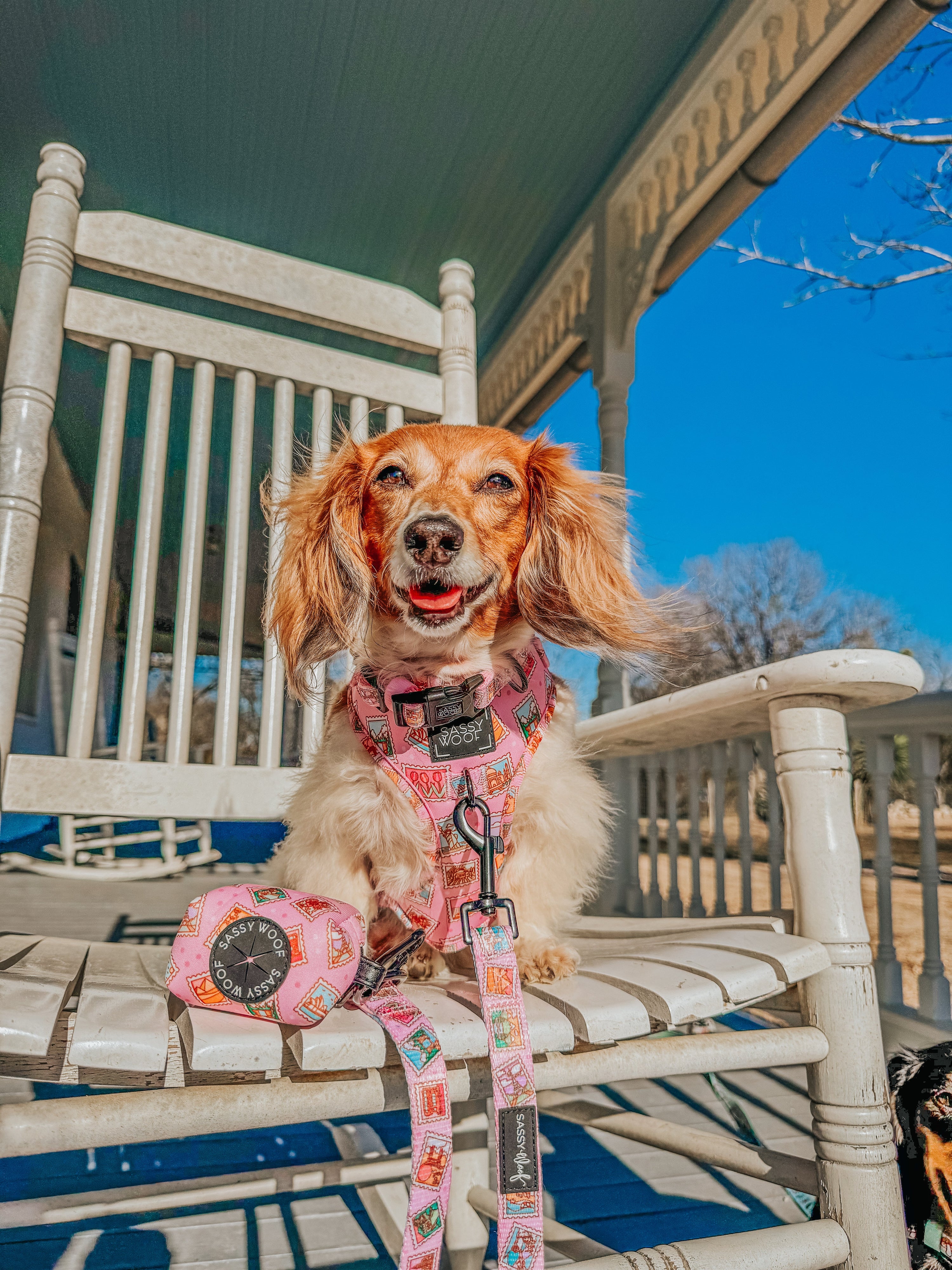Dog Adjustable Harness - Out of Office