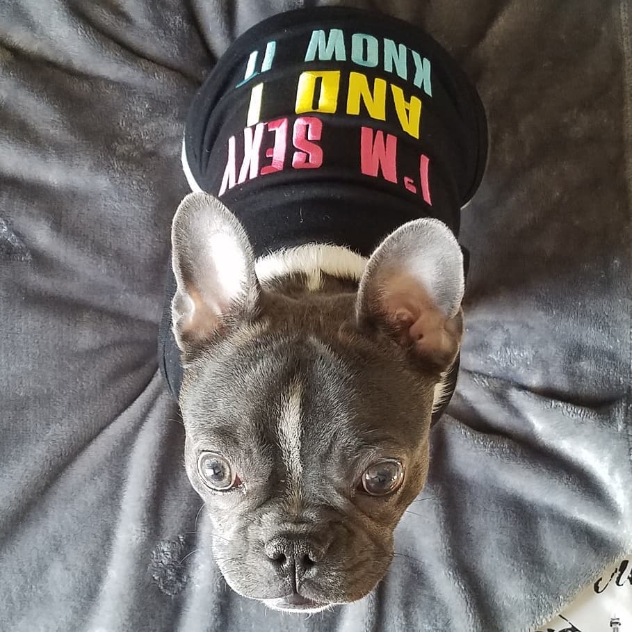 Parisian Pet Sexy and I Know It Dog & Cat Shirt  Humorous Embroidered Novelty Pet Apparel, Comfortable & Stylish  Black