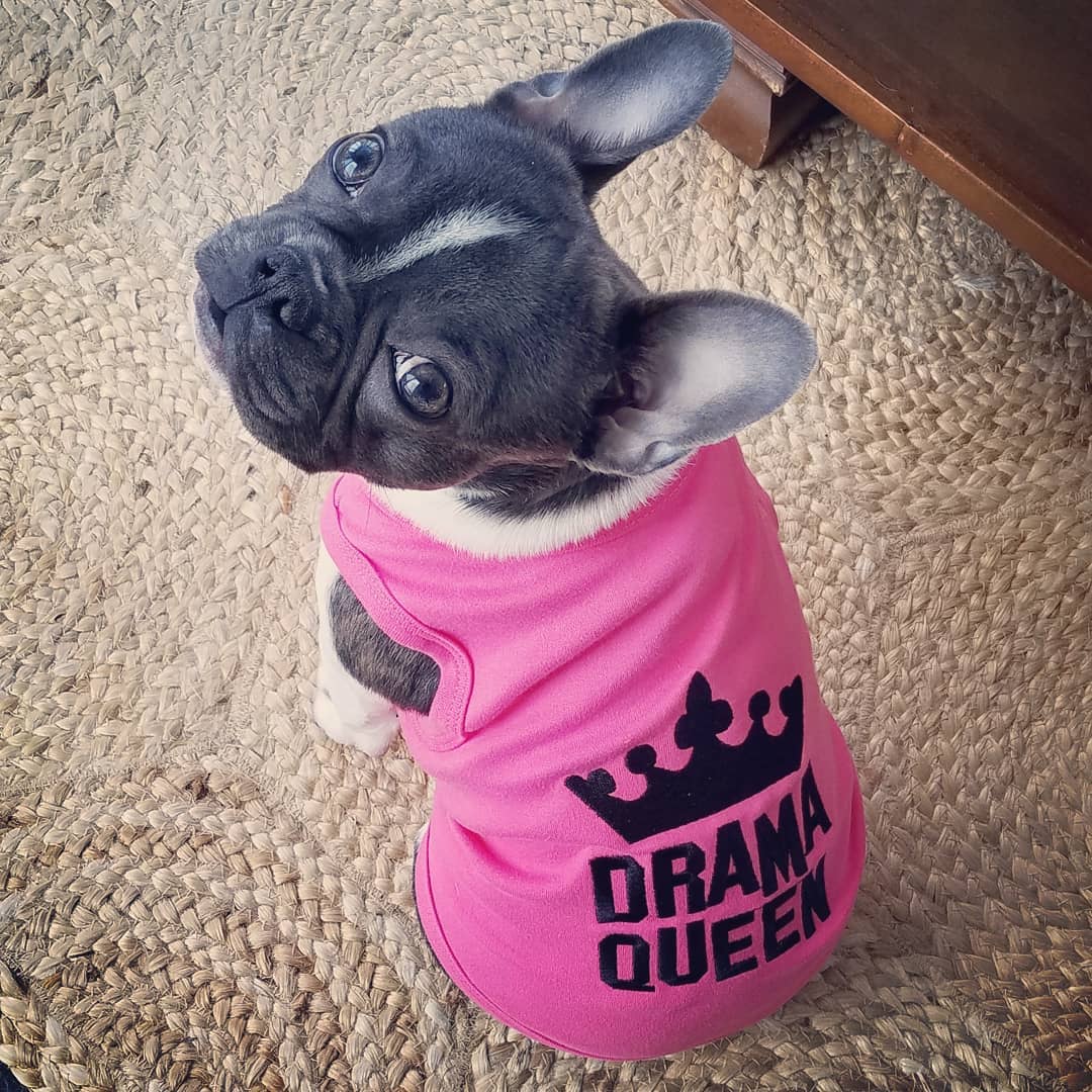 Parisian Pet Drama Queen Embroidered Dog T-Shirt-Pink