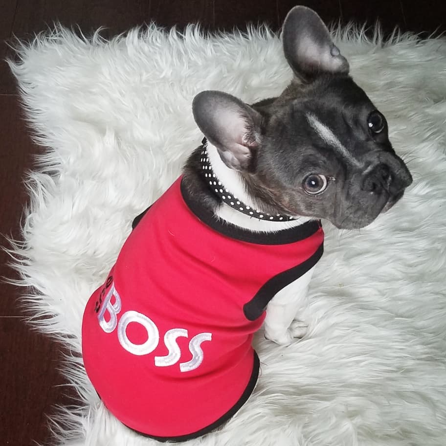 Parisian Pet The Boss Embroidered Pet T-Shirt-Red