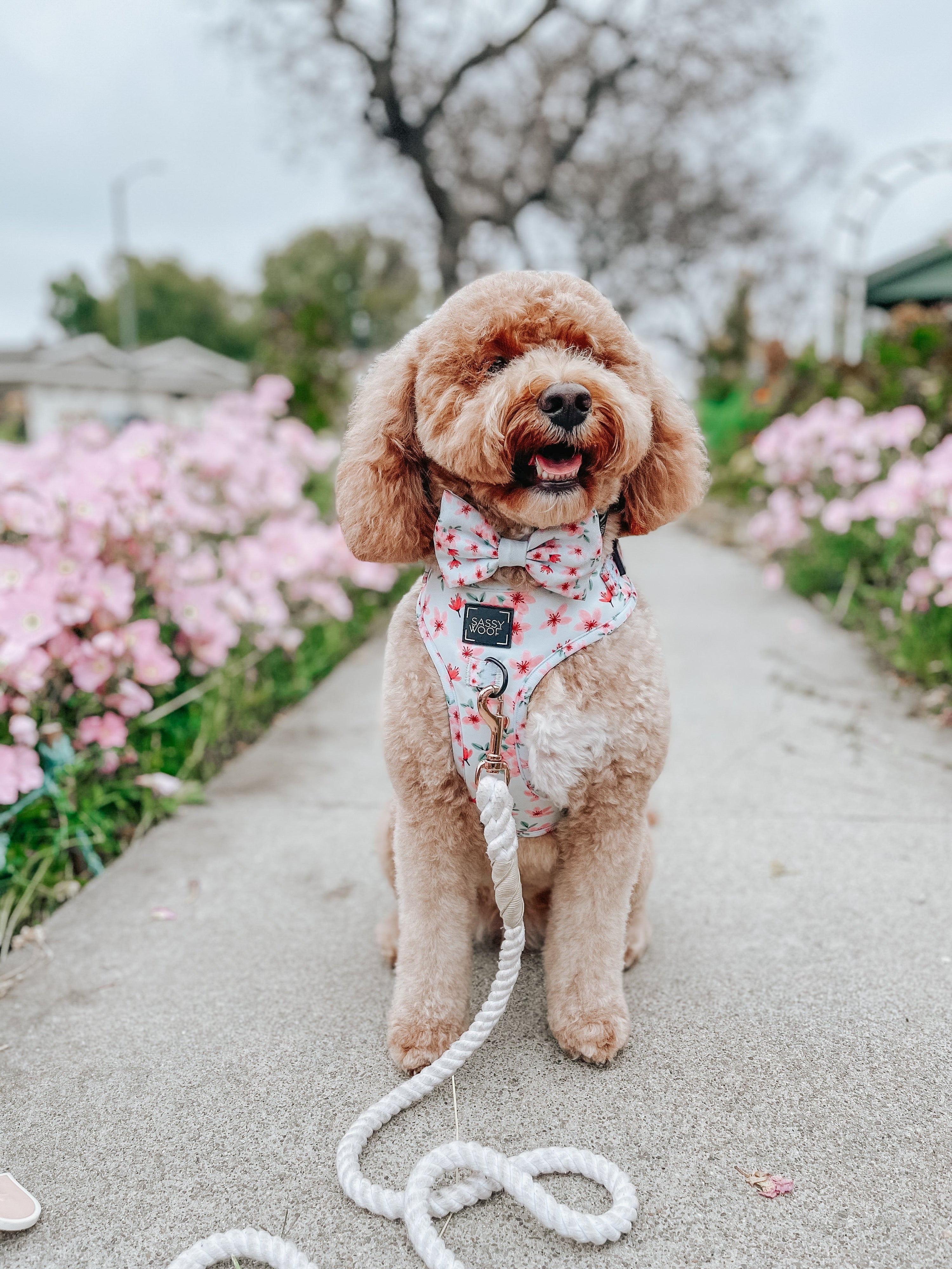 Dog Rope Leash - Dove