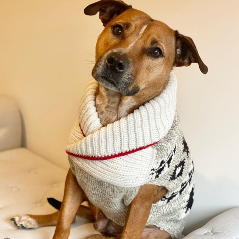 Chilly Dog Jackson Wool Dog Sweater