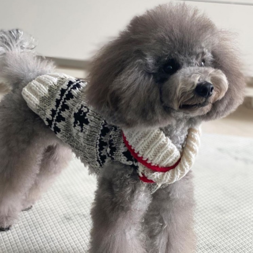 Chilly Dog Jackson Wool Dog Sweater
