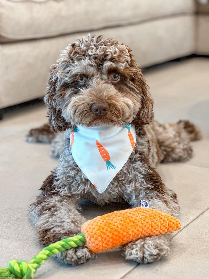 Pawty Carrot Plush Squeaky Dog Toy