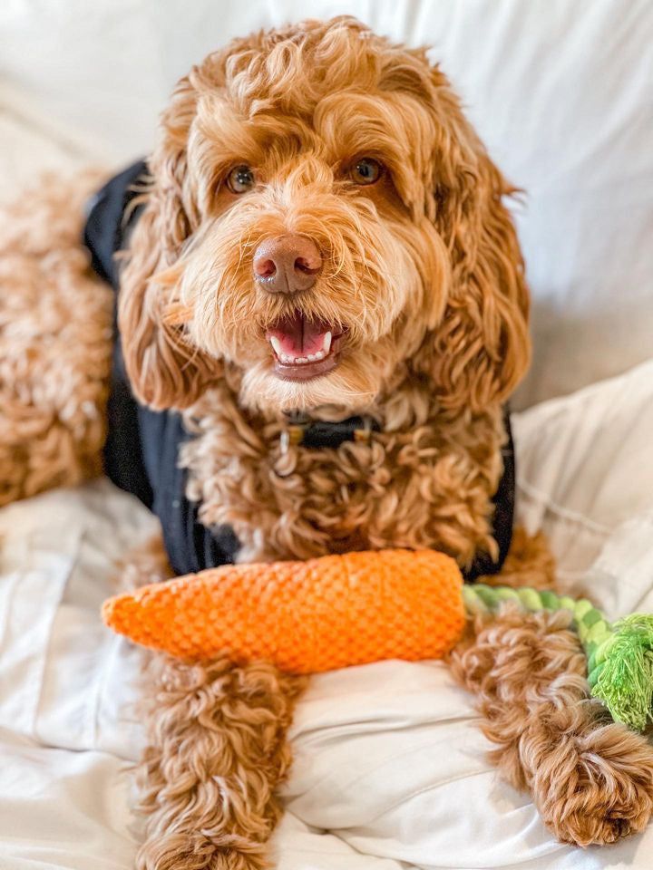 Pawty Carrot Plush Squeaky Dog Toy