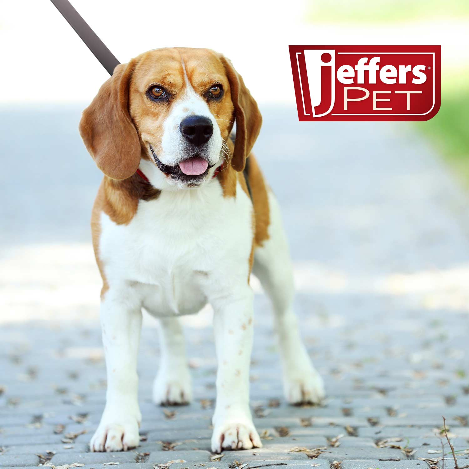 Jeffers Flat Leather Dog Leash with Hand Strap Handle, 6L