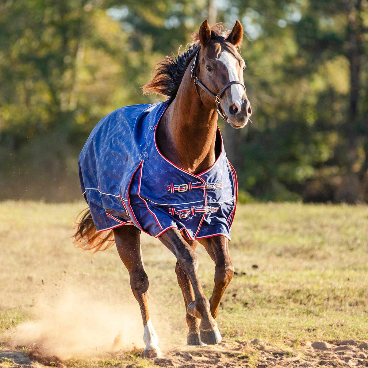 Jeffers Poplar Head – "Origin" 600D Medium Weight Turnout Blanket, 240g | Waterproof & Breathable Horse Blanket