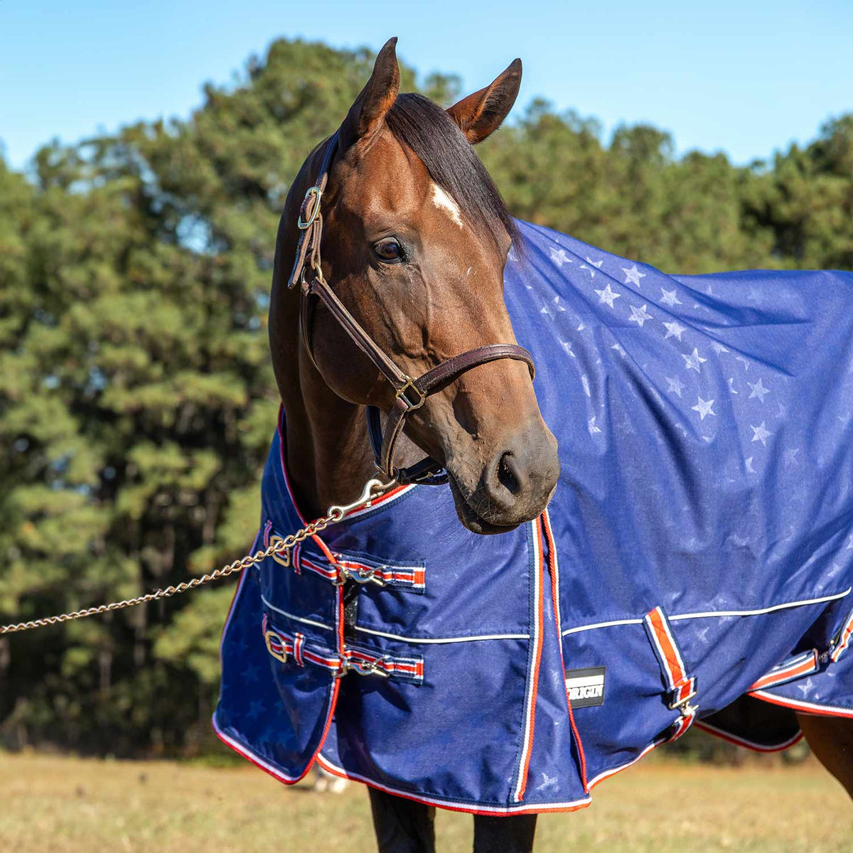 Jeffers Poplar Head – "Origin" 600D Medium Weight Turnout Blanket, 240g | Waterproof & Breathable Horse Blanket