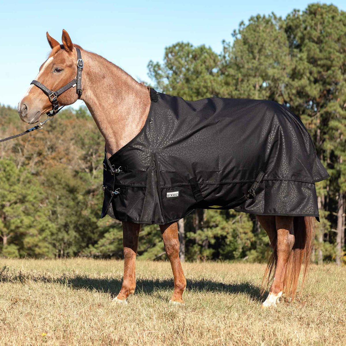 Jeffers Poplar Head – "Origin" 600D Medium Weight Turnout Blanket, 240g | Waterproof & Breathable Horse Blanket