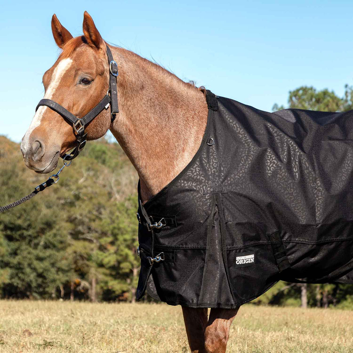 Jeffers Poplar Head – "Origin" 600D Medium Weight Turnout Blanket, 240g | Waterproof & Breathable Horse Blanket