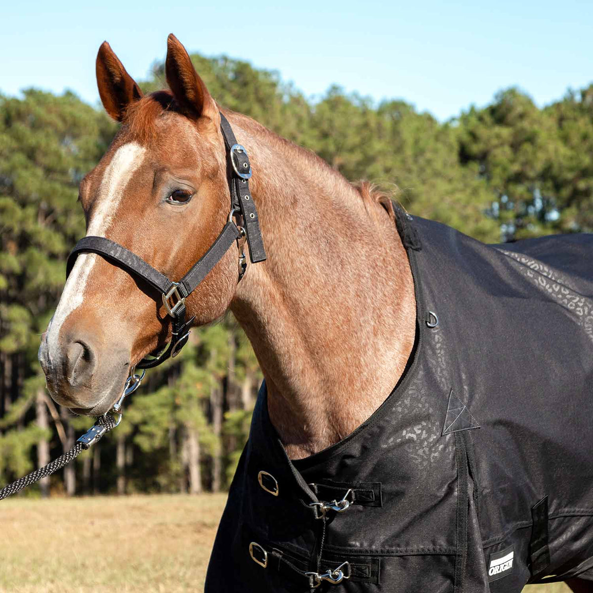 Jeffers Poplar Head – "Origin" 600D Medium Weight Turnout Blanket, 240g | Waterproof & Breathable Horse Blanket