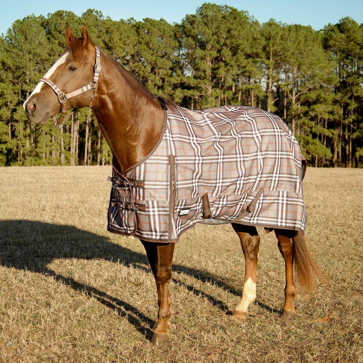 Jeffers Poplar Head – "Refuge" 1200D Medium Weight Turnout Blanket, 240g - Waterproof, Breathable Horse Blanket