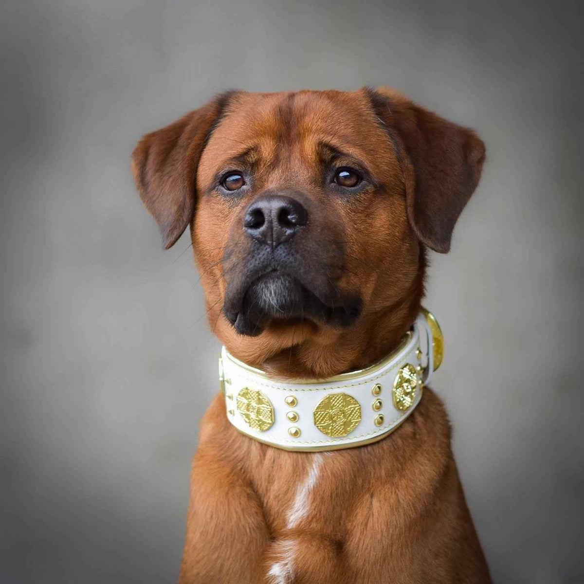 Bestia Maximus 2.5-Inch Wide White & Gold Leather Dog Collar