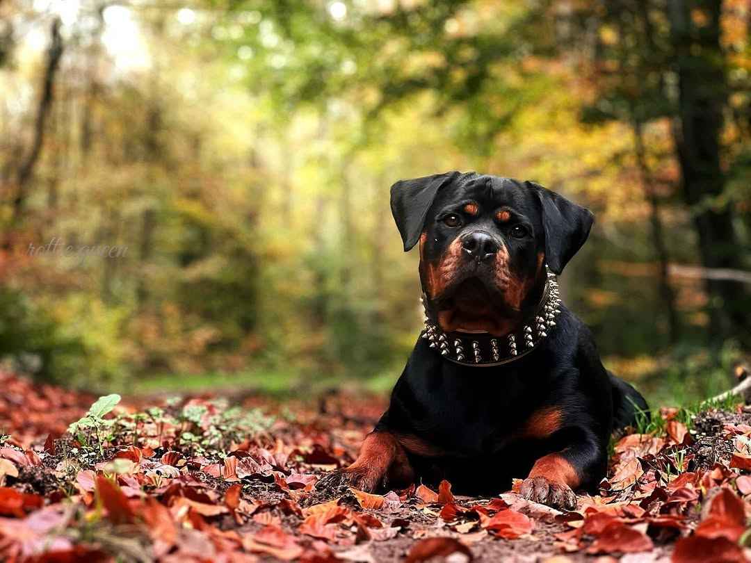Bestia Gold Giant Leather Dog Collar
