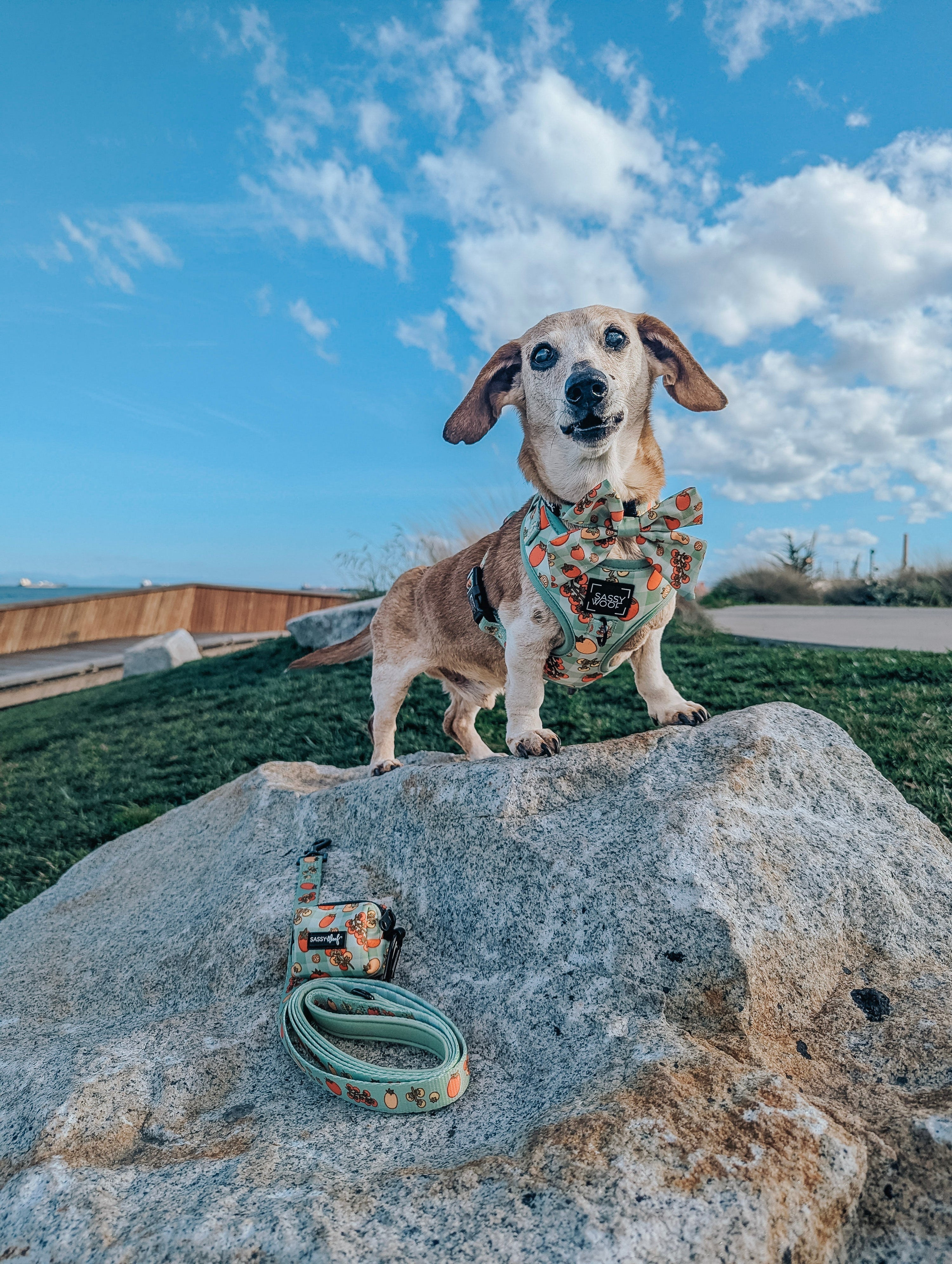 Dog Adjustable Harness - Feeling Vine