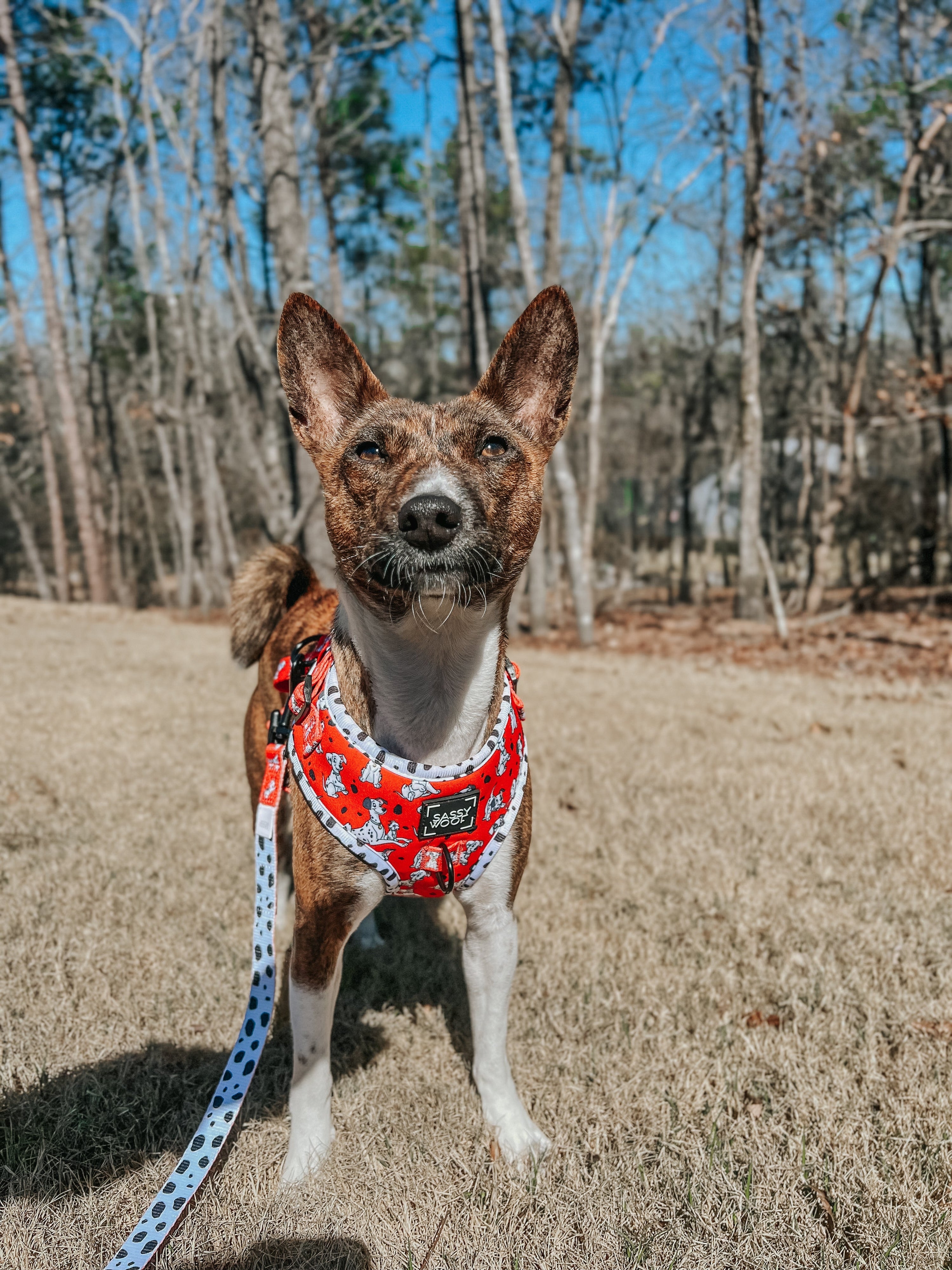 Dog Adjustable Harness - Disneys 101 Dalmatians