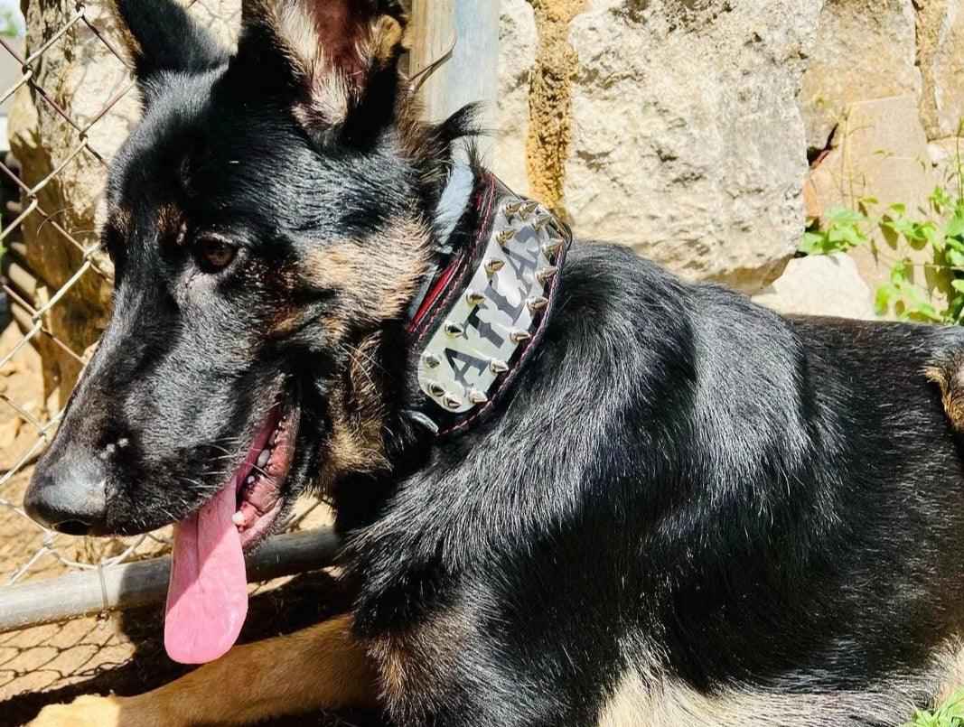 Bestia Kennel Personalized Leather Dog Collar