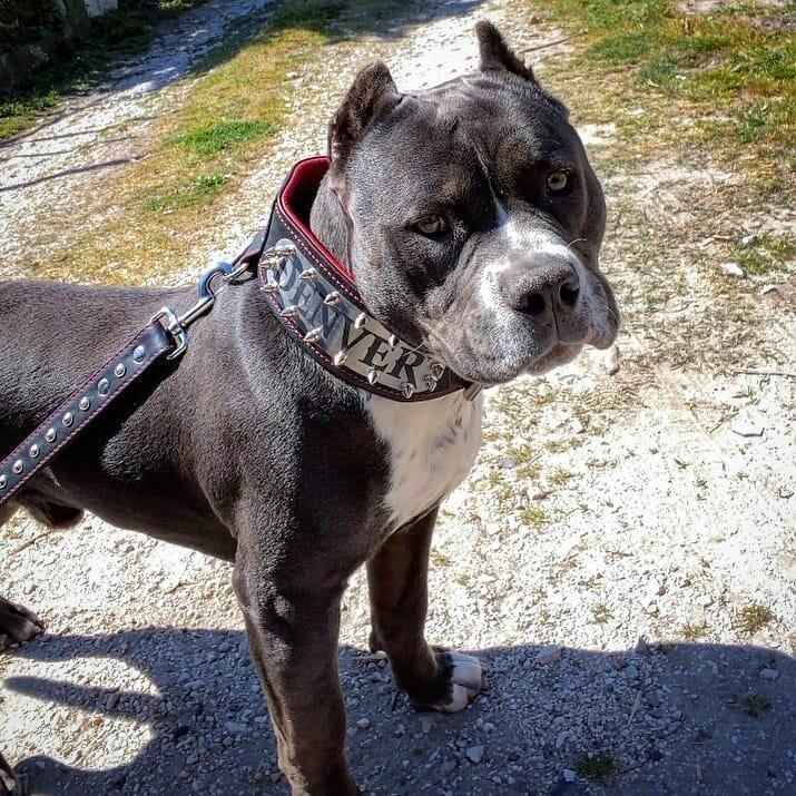Bestia Kennel Personalized Leather Dog Collar