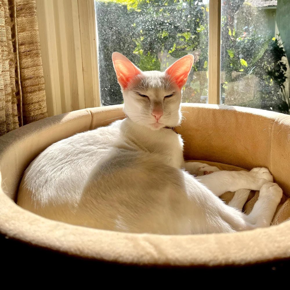 K&H Pet Products Thermo-Kitty Bed Indoor Heated Cat Bed - Safe, Energy Efficient & Washable