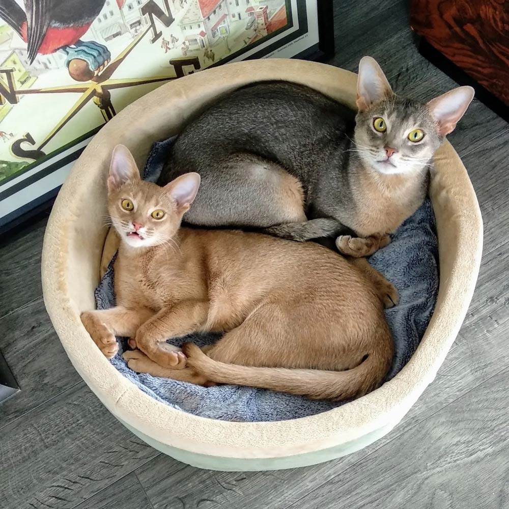 K&H Pet Products Thermo-Kitty Bed Indoor Heated Cat Bed - Safe, Energy Efficient & Washable