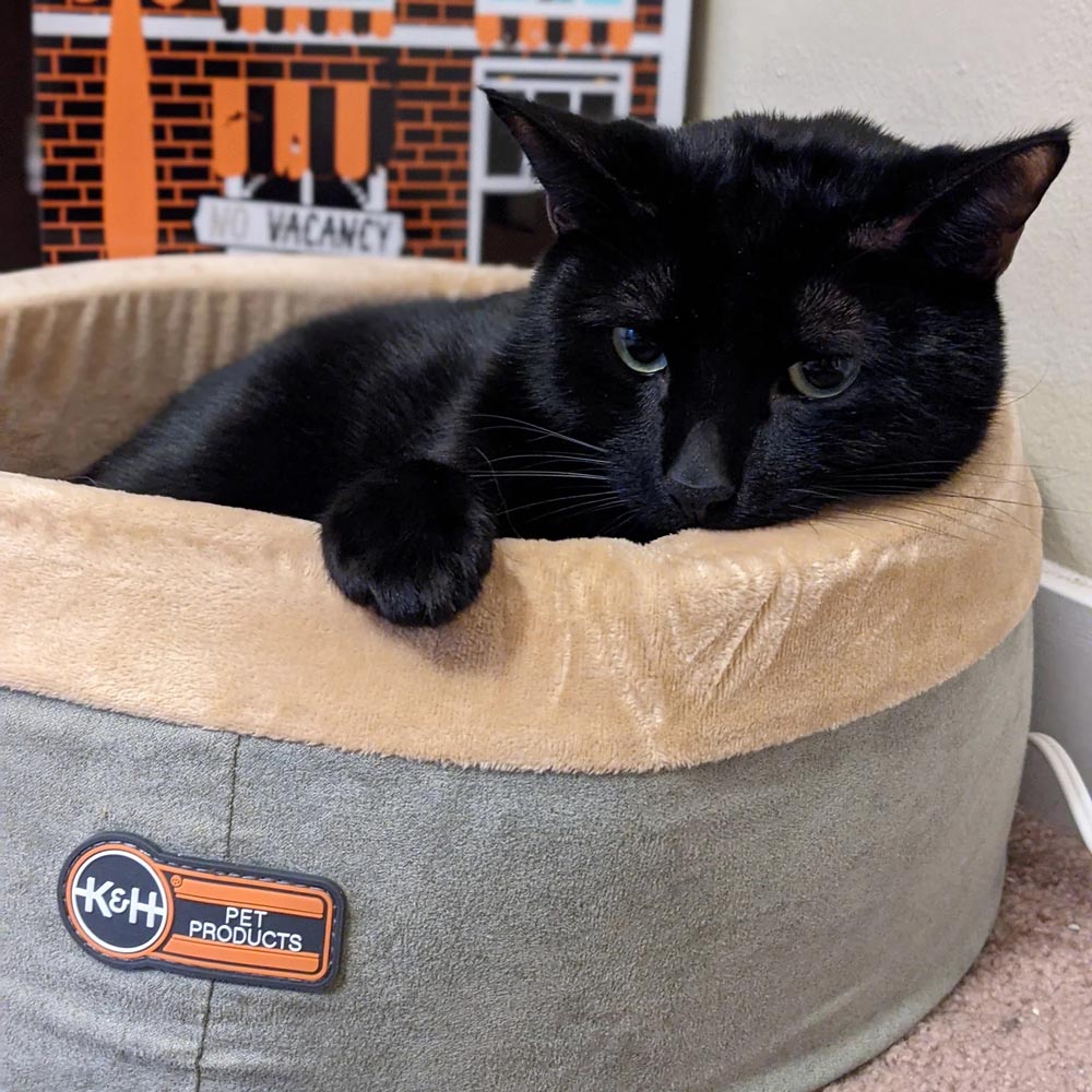 K&H Pet Products Thermo-Kitty Bed Indoor Heated Cat Bed - Safe, Energy Efficient & Washable