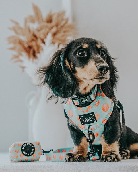 Dog Leash - Peach Please