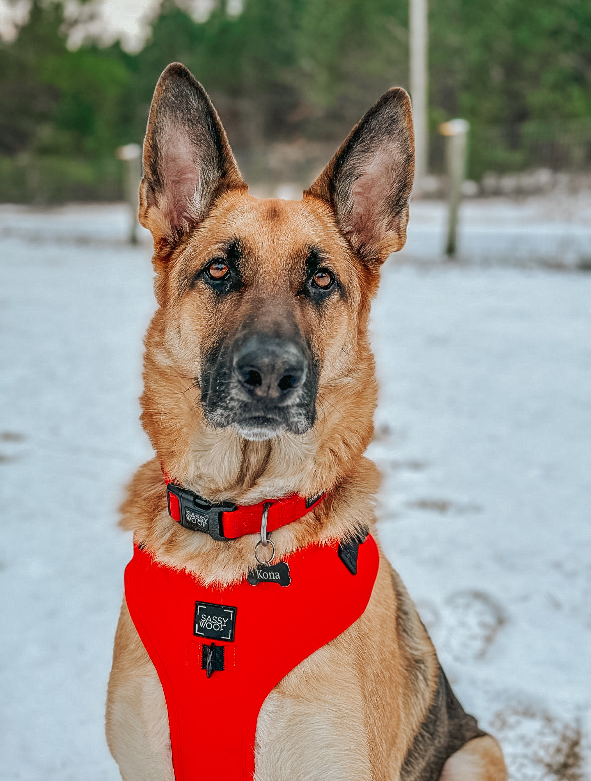 Dog Collar - Neon Red