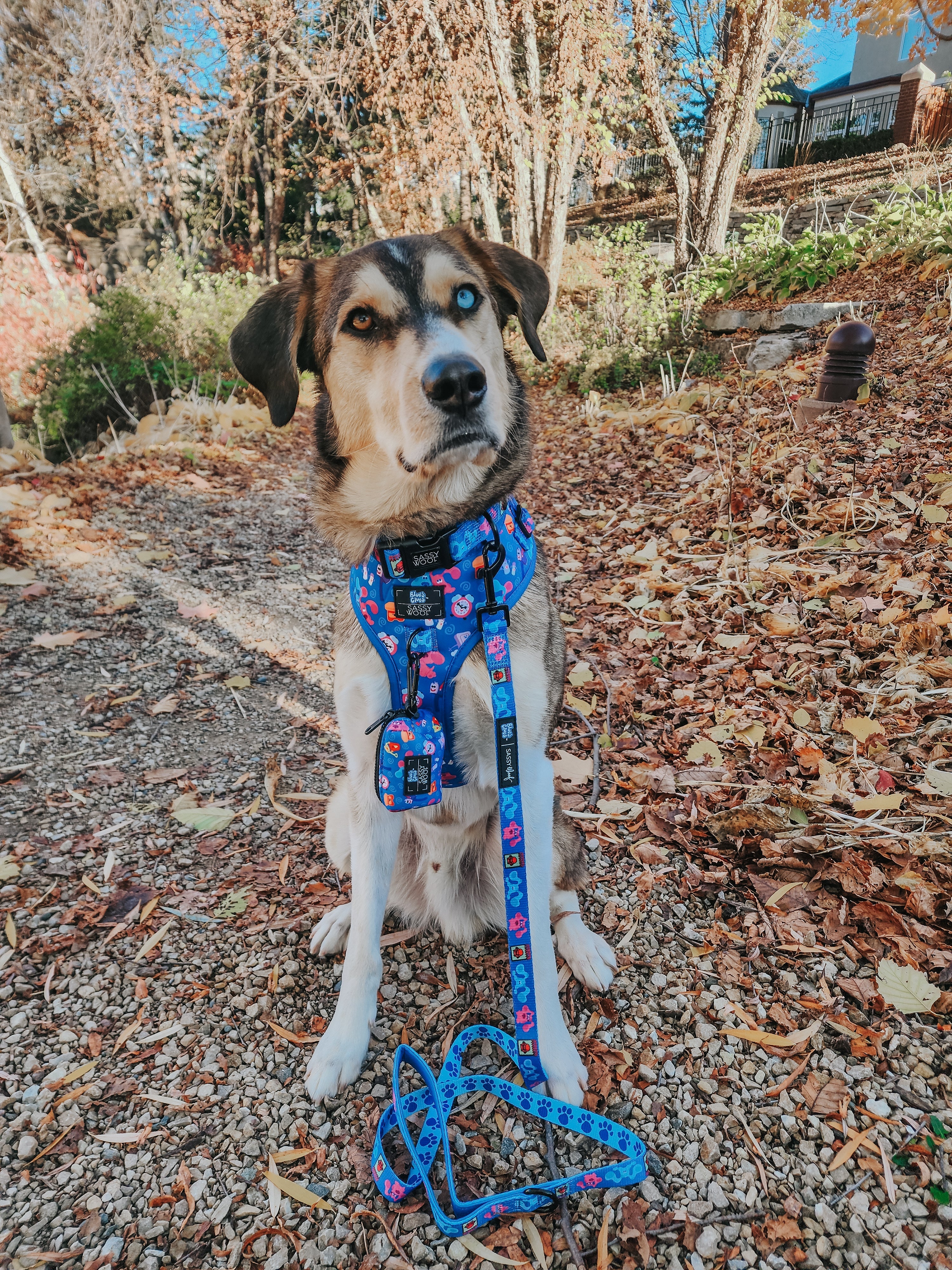 Dog Collar - Blues Clues™
