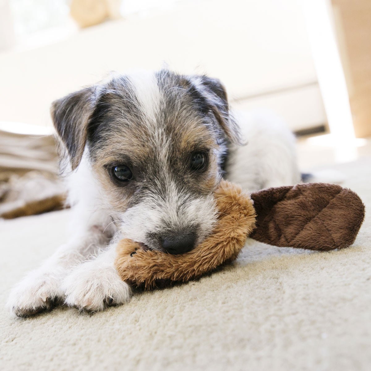 KONG Dr. Noyz X-Small Plush Dog Toys - Stuffing-Free, Soft Cuddle Toy with Removable and Extra Squeaker for Small Dogs